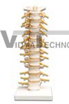 Thoracic Spinal Column